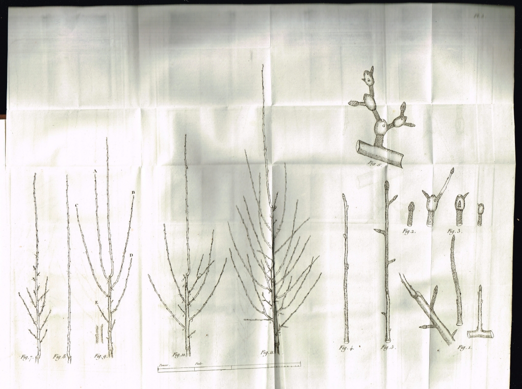 34151 cours theorique des arbres fruitiers m dalbret (2).jpg